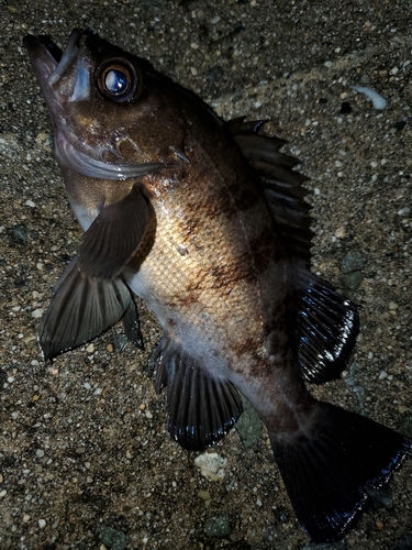 メバルの釣果