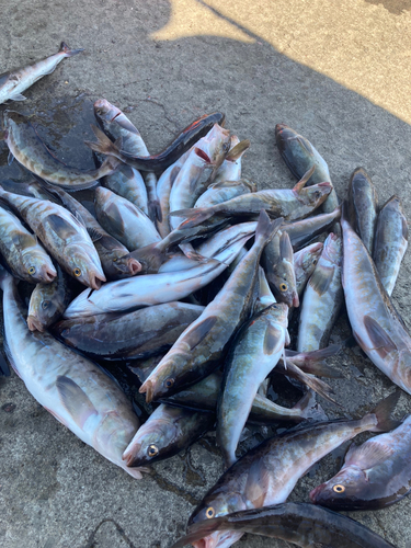 ホッケの釣果