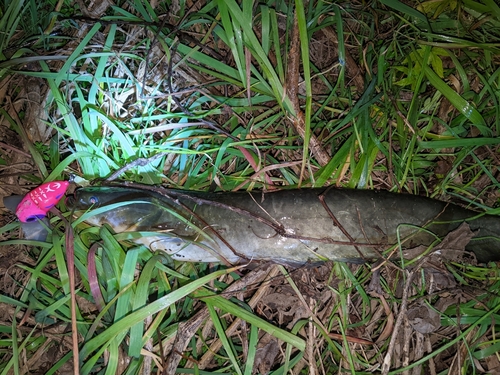 ナマズの釣果