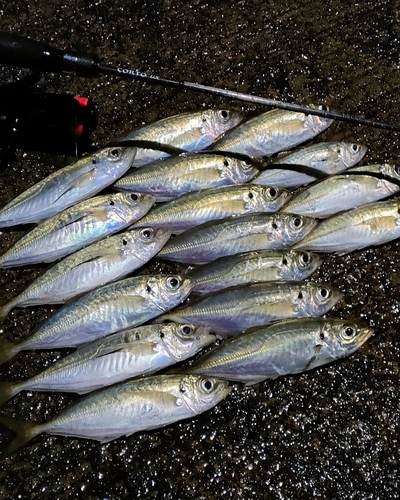 アジの釣果