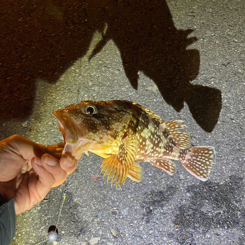 カサゴの釣果