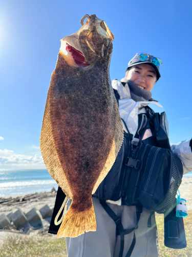 ヒラメの釣果