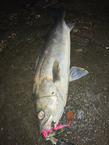 スズキの釣果