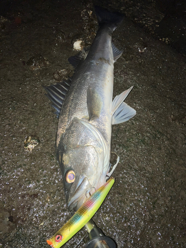 スズキの釣果