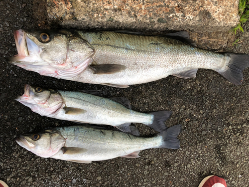 シーバスの釣果