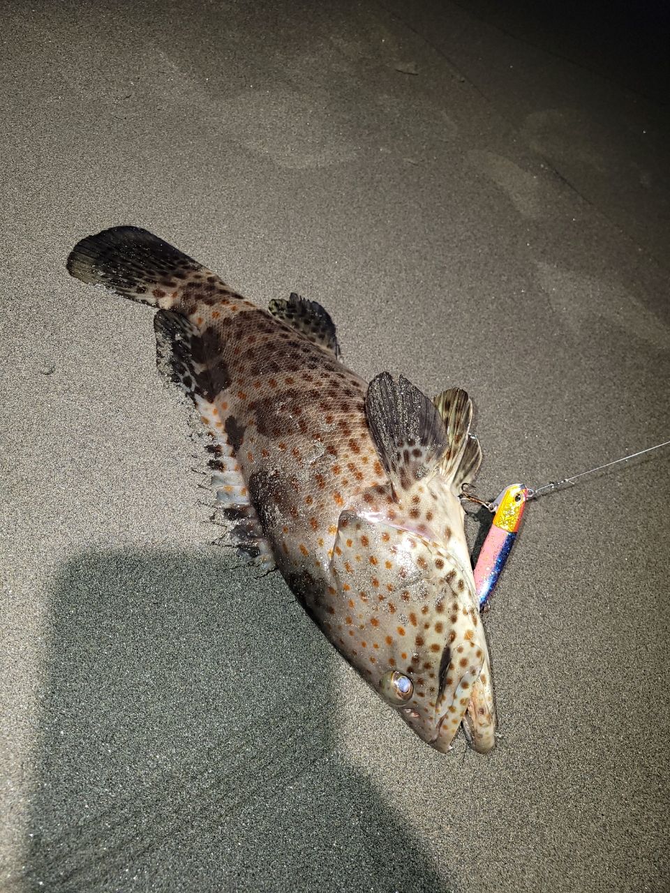 チャイロマルハタ