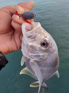 メッキの釣果