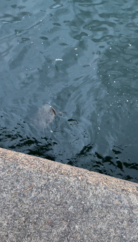 アカエイの釣果