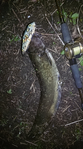 ナマズの釣果