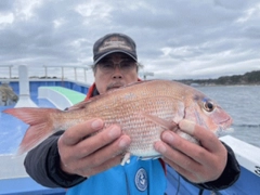 マダイの釣果