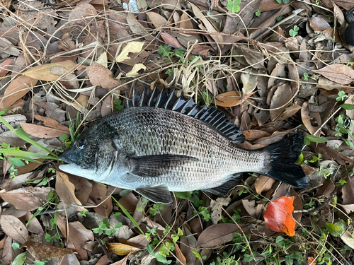 クロダイの釣果