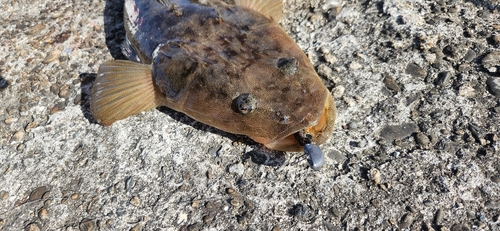 マゴチの釣果