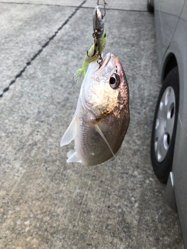 イシモチの釣果