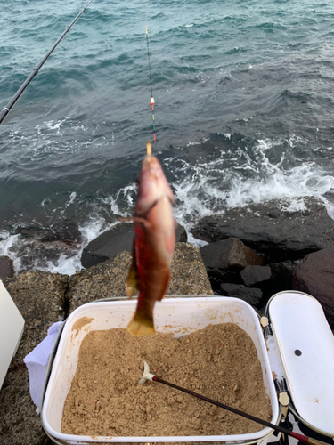 アカササノハベラの釣果