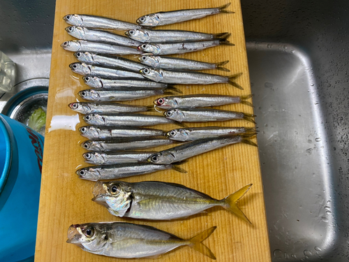 カタクチイワシの釣果