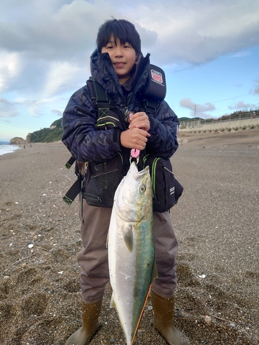 ブリの釣果