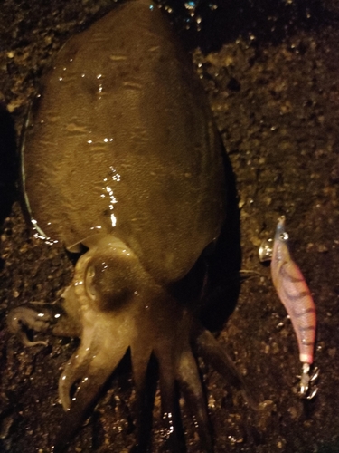 コウイカの釣果