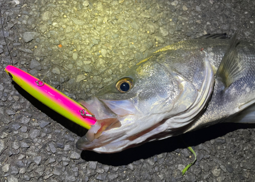 シーバスの釣果