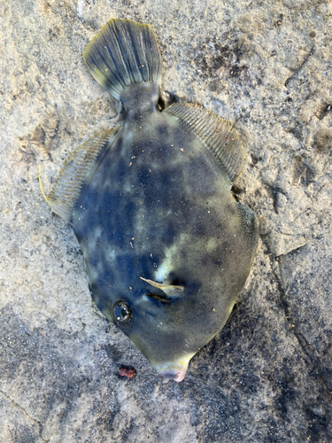 カワハギの釣果