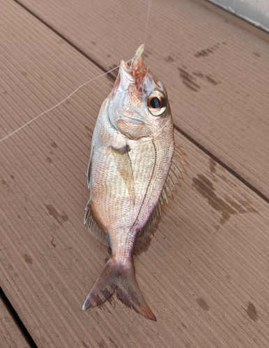 チャリコの釣果