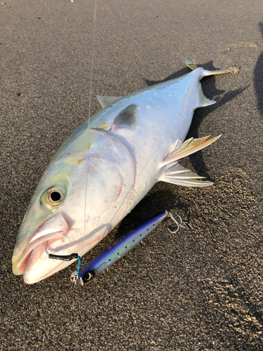 ワラサの釣果