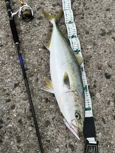 ハマチの釣果