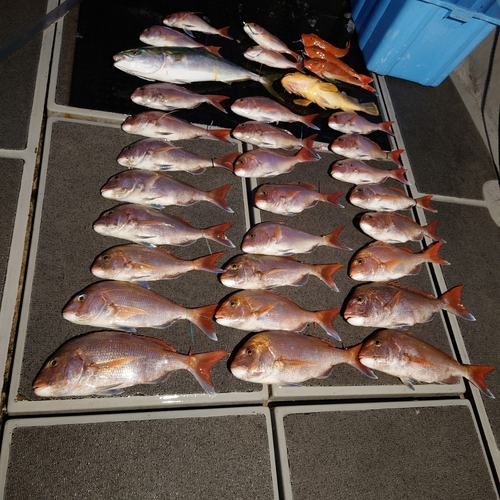 マダイの釣果