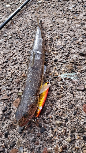 マダコの釣果