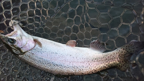 ニジマスの釣果