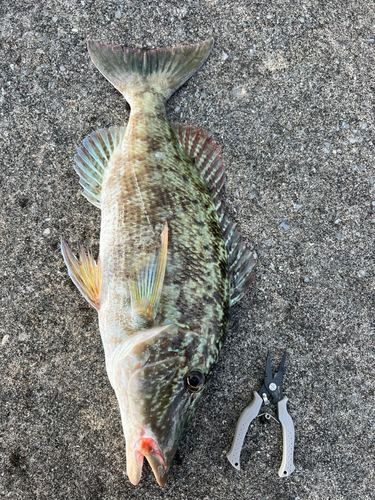 イシミーバイの釣果