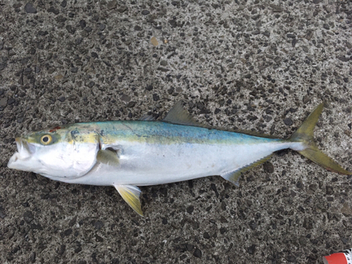 メジロの釣果