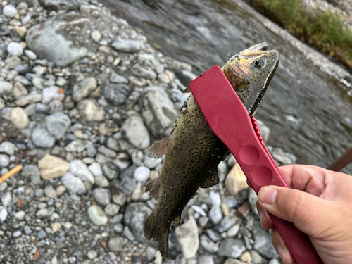 ニジマスの釣果