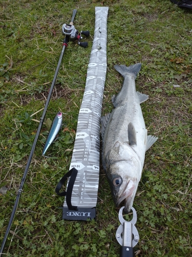 フッコ（マルスズキ）の釣果