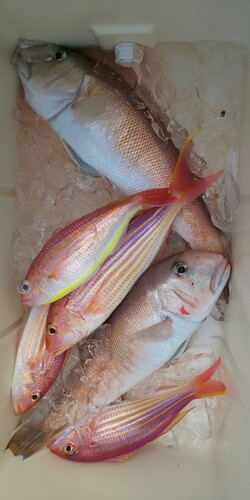 シロアマダイの釣果