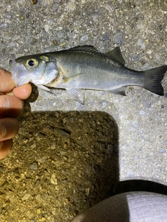 セイゴ（マルスズキ）の釣果