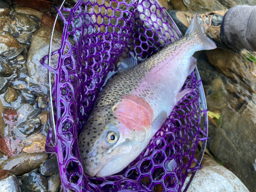 ニジマスの釣果