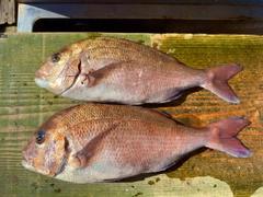 マダイの釣果