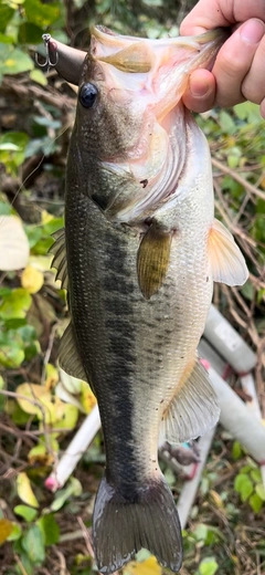 ラージマウスバスの釣果