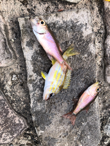 ネンブツダイの釣果