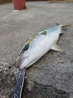 ハマチの釣果