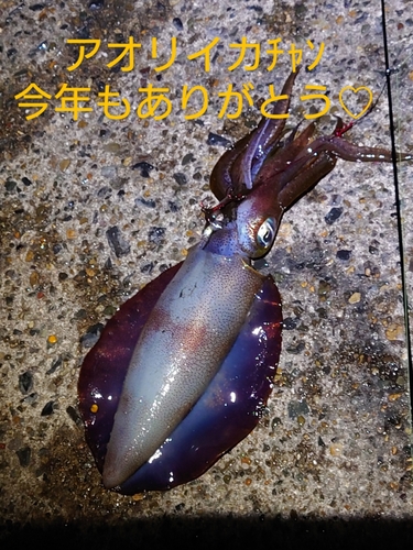 アオリイカの釣果