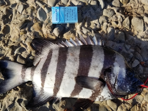 イシダイの釣果