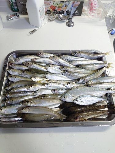 カタボシイワシの釣果