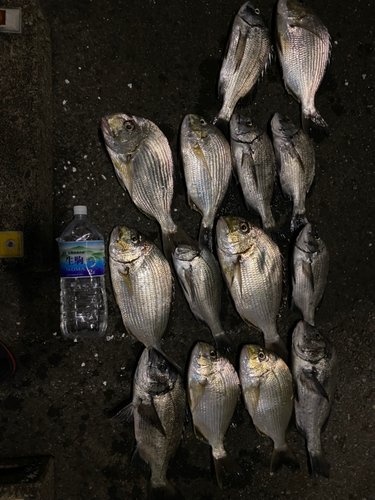 メジナの釣果