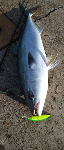 メジロの釣果