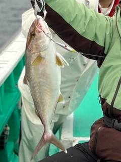 ショゴの釣果