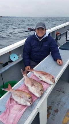 マダイの釣果