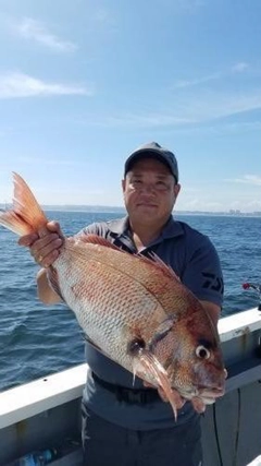 マダイの釣果