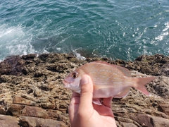 クロの釣果