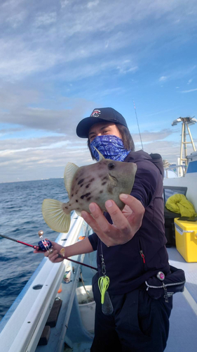 カワハギの釣果